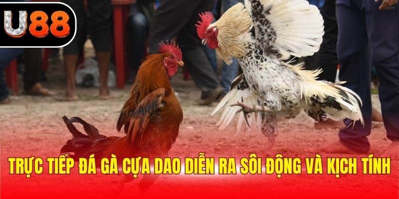Trực tiếp đá gà cựa dao diễn ra sôi động và kịch tính